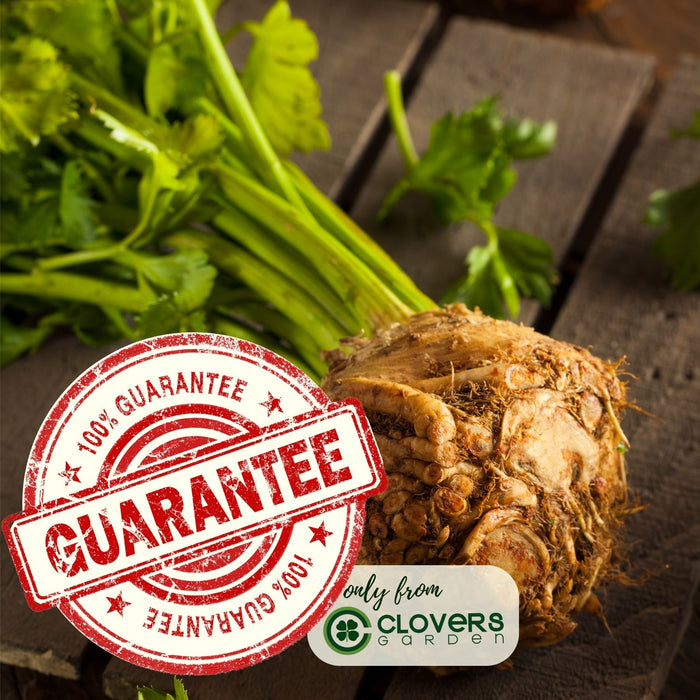 Celeriac Celery Root | Two Live Plants | Non-GMO | Heirloom | Cold Hardy, High Yield