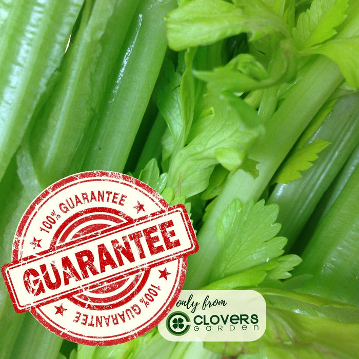 Celery Tango | Two Live Plants | Non-GMO | Heat Tolerant, High Yield, Fast Growing