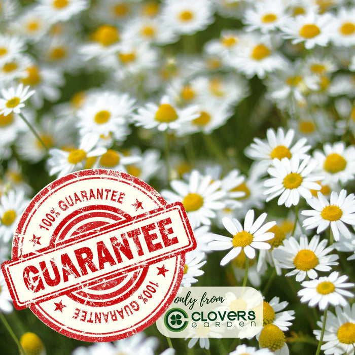 Chamomile Herb Plant | Two Live Plants | Non-GMO | Medicinal and Edible