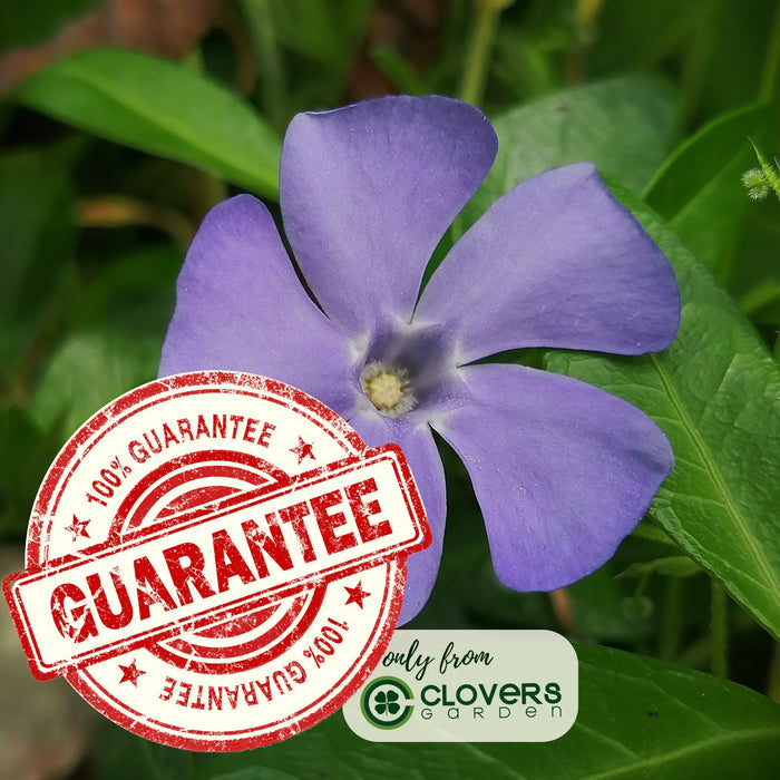 Creeping Myrtle Periwinkle | Two Live Plants | Non-GMO | Vinca Minor Perennial Ground Cover | Deer Resistant