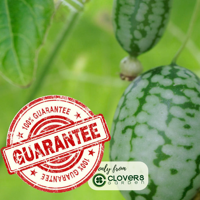 Cucumber Mexican Sour Gherkin | Two Live Plants | Non-GMO | Heirloom Cucumber | Heat Drought Tolerant