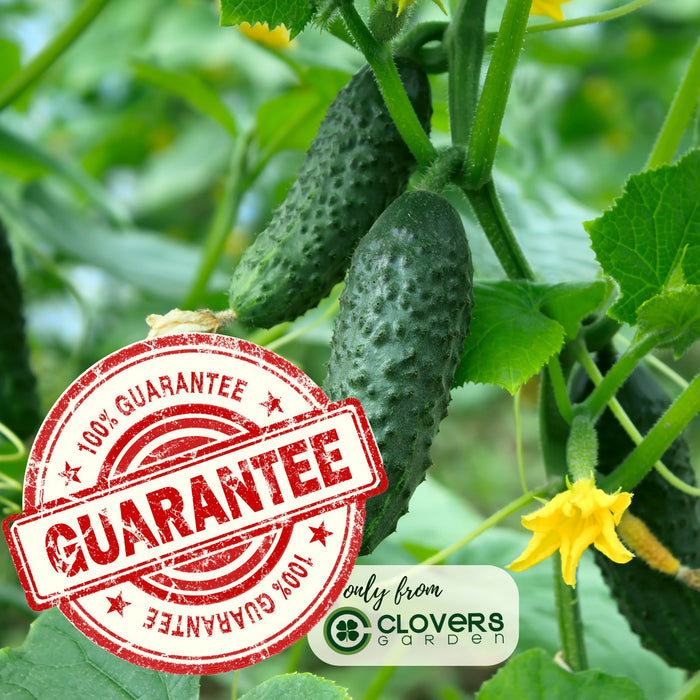 Cucumber Patio Snacker | Two Live Plants | Non-GMO | Burpless, High Yield, Compact