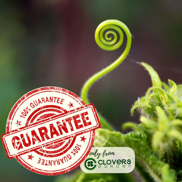 Cucumber Slice More | Two Live Plants | Non-GMO | Burpless, High Yield, Disease Resistant