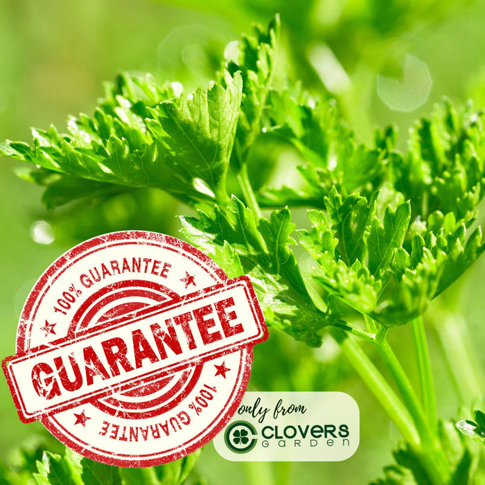 Triple Curled Parsley | Two Live Plants | Non-GMO | Heirloom Herb | Fast Growing, Culinary Essential