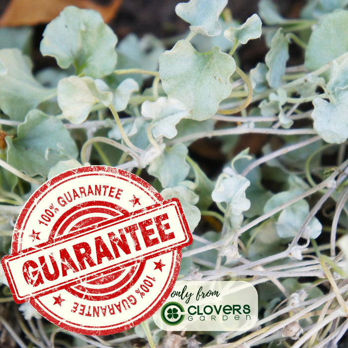 Dichondra Silver Falls | Two Live Plants | Non-GMO | Cascading, Silver Foliage, Heat Drought Tolerant
