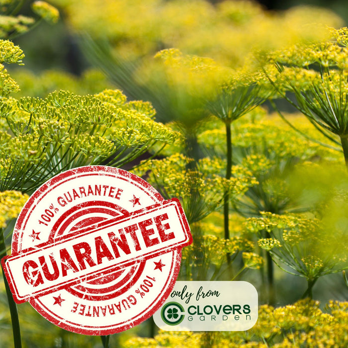 Bouquet Dill Herb | Two Live Plants | Non-GMO | Heirloom | Fast Growing, Pollinator Friendly, Fragrant