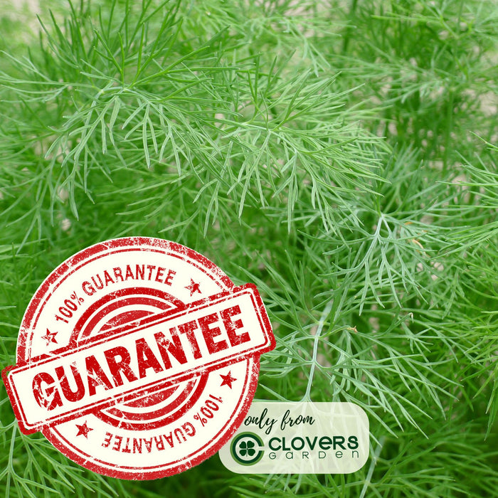 Fernleaf Dill Herb | Two Live Plants | Non-GMO | Heirloom | Compact, Fast Growing, Pollinator Friendly