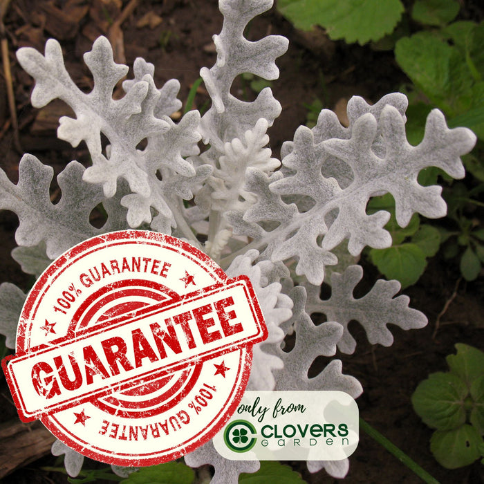 Dusty Miller Silverdust | Two Live Plants | Non-GMO | Soft Silver Foliage, Drought Tolerant, Low Maintenance