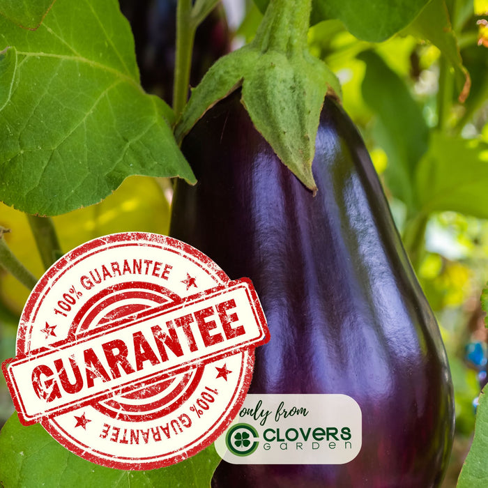 Eggplant Black Beauty | Two Live Plants | Non-GMO | Heirloom Variety | High Yield, Heat Tolerant