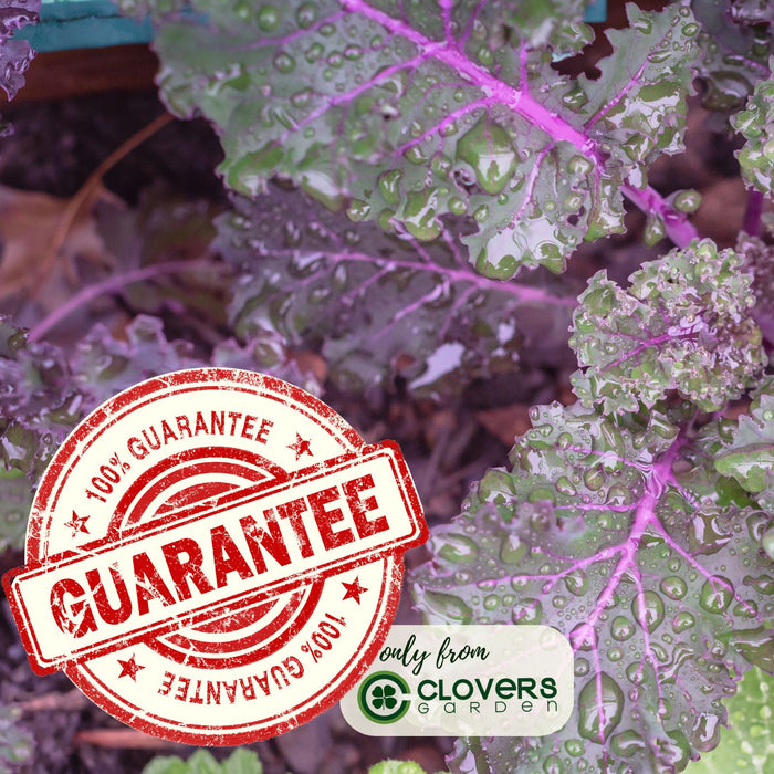 Red Russian Kale | Two Live Plants | Non-GMO | Heirloom | Frost Tolerant