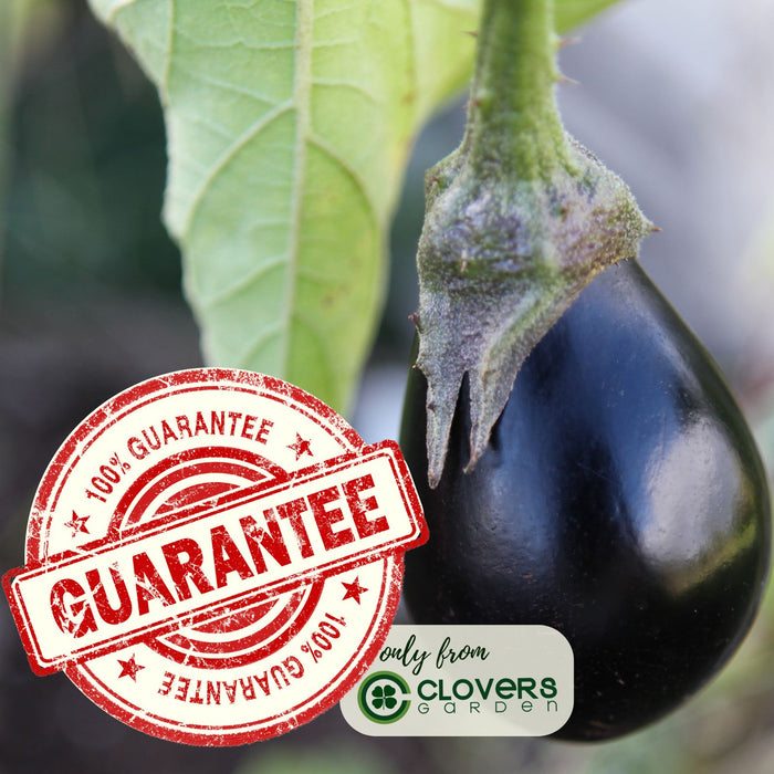 Eggplant Patio Baby | Two Live Plants | Non-GMO | Mini Fruit, High Yield, Compact
