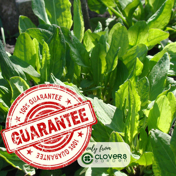 Garden Sorrel Herb | Two Live Plants | Non-GMO | Heirloom | Perennial, Fast Growing