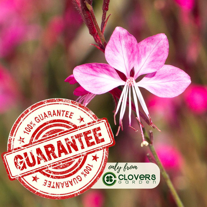 Gaura Siskiyou Pink | Two Live Plants | Non-GMO | Perennial | Pollinator Friendly | Continuous Blooms