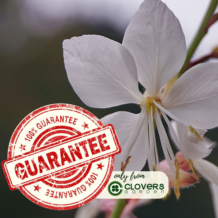 Gaura Sparkle White | Two Live Plants | Non-GMO | Perennial | Pollinator Friendly | Continuous Blooms