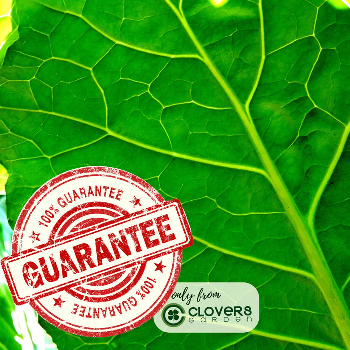 Georgia Collard Greens | Two Live Plants | Non-GMO | Heirloom | Heat Tolerant, Cold Hardy, High Yield