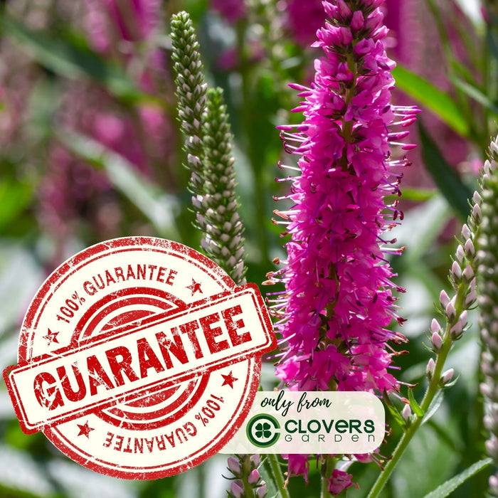 Veronica “Giles Van Hees” (Speedwell) | Two Live Perennial Plants | Non-GMO, Blooms All Summer, Hummingbird Favorite, Tolerates Dry or Salty Soil