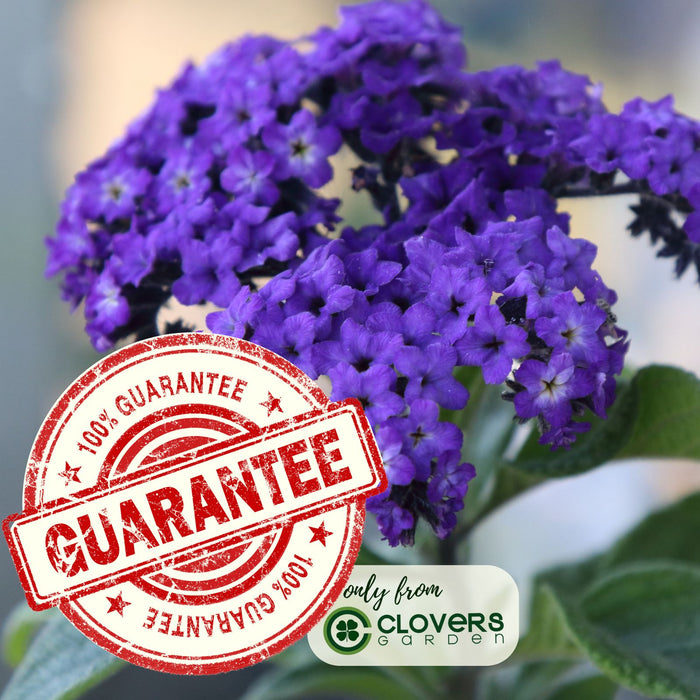 Heliotrope | Two Live Plants | Non-GMO | Pollinator Friendly | Fragrant Blooms