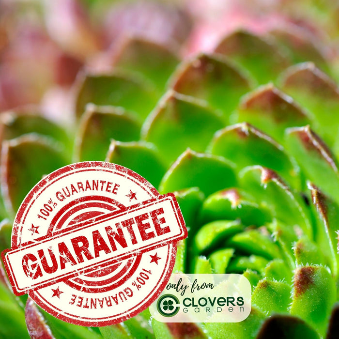 Hens and Chicks | Two Live Plants | Non-GMO | Perennial | Kid Friendly Gardening | Heat Drought Tolerant