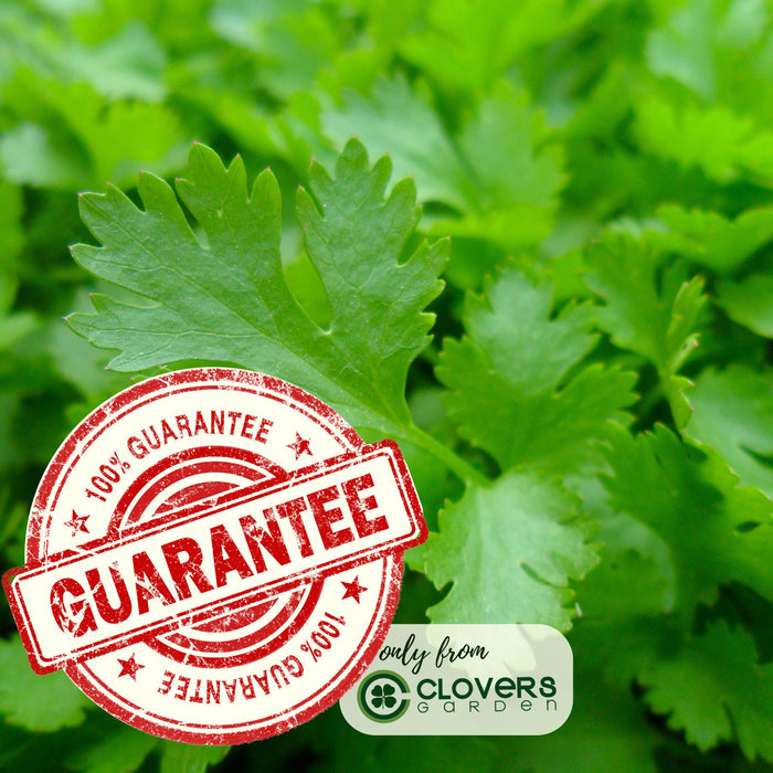 Italian Flat Leaf Parsley | Two Live Plants | Non-GMO | Heirloom Herb | Fast Growing, Culinary Essential