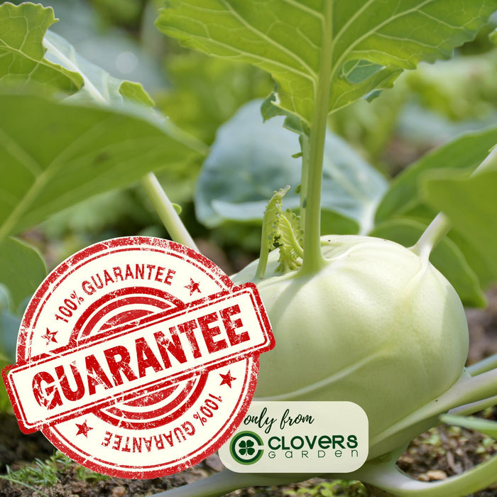 Kohlrabi Konan | Two Live Plants | Non-GMO | Edible Vegetable | Easy to Grow Vegetable