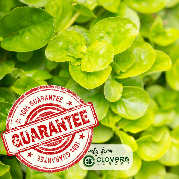 Creeping Jenny Goldi | Two Live Plants | Non-GMO | Lysimachia | Perennial, Cascading