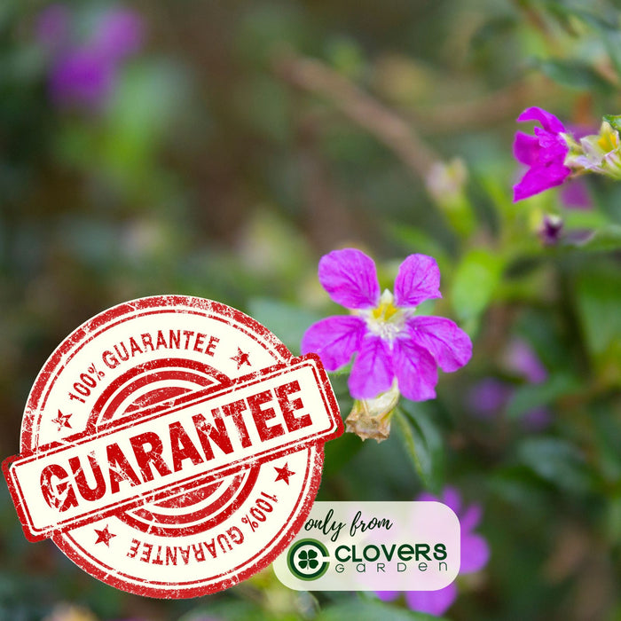 Mexican Heather Magenta | Two Live Plants | Non-GMO | Heat Tolerant, Pollinator Friendly, Low Maintenance