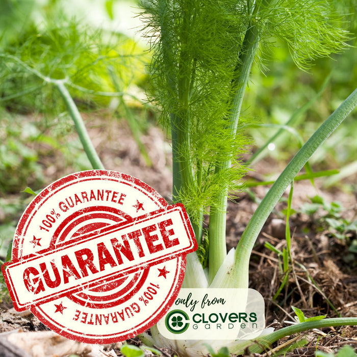Orion Fennel Plant | Two Live Plants | Non-GMO | Edible Garden | Culinary Favorite
