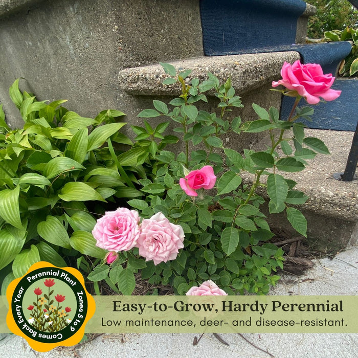 Kordana Pink Mini Rose | Two Live Plants | Non-GMO, Perennial Zone 5, Long-Blooming Compact Plants