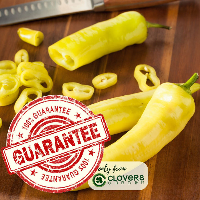 Pepperoncini Pepper Plant | Two Live Plants | Non-GMO | Mild Heat | Early Harvest