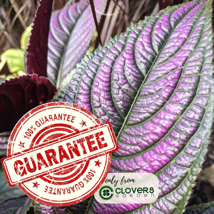 Persian Shield | Two Live Plants | Non-GMO | Shade Loving | Exotic Foliage | Strobilanthes