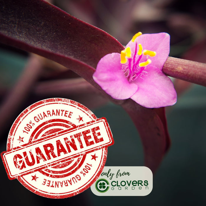 Purple Heart | Two Live Plants | Non-GMO | Vibrant Purple Foliage, Low Maintenance, Drought Tolerant