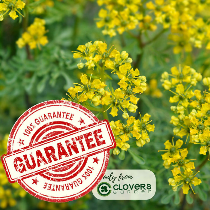 Rue Herb Plant | Two Live Plants | Non-GMO | Edible and Medicinal