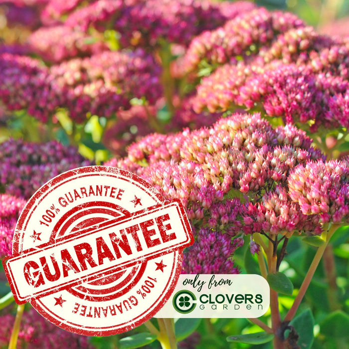 Sedum Autumn Joy | Two Live Plants | Non-GMO | Perennial | Pollinator Friendly