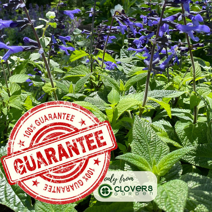 Black and Bloom Salvia | Two Live Plants | Non-GMO | Pollinator Magnet, Heat Tolerant, Low Maintenance