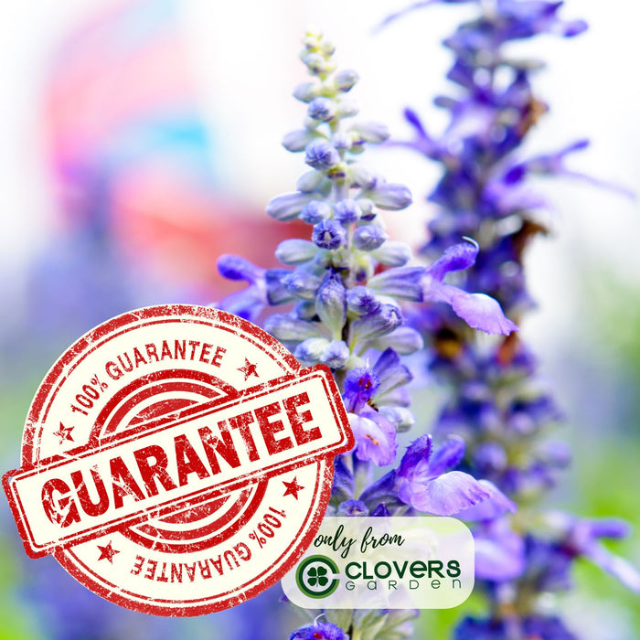Victoria Blue Salvia | Two Live Plants | Non-GMO | Vibrant Blooms, Pollinator Magnet, Low Maintenance