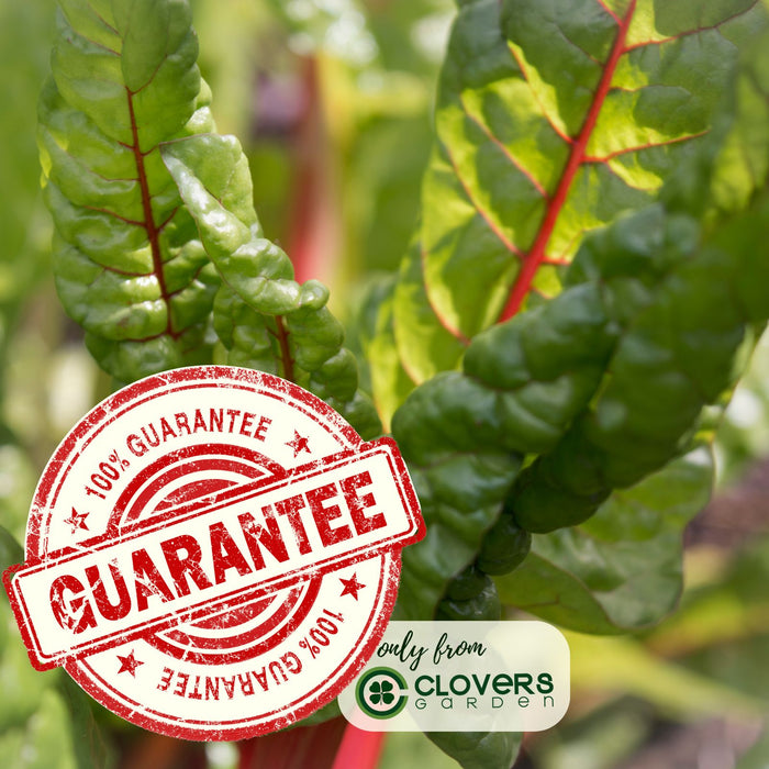 Bright Lights Swiss Chard | Two Live Plants | Non-GMO | Heirloom | Frost Tolerant