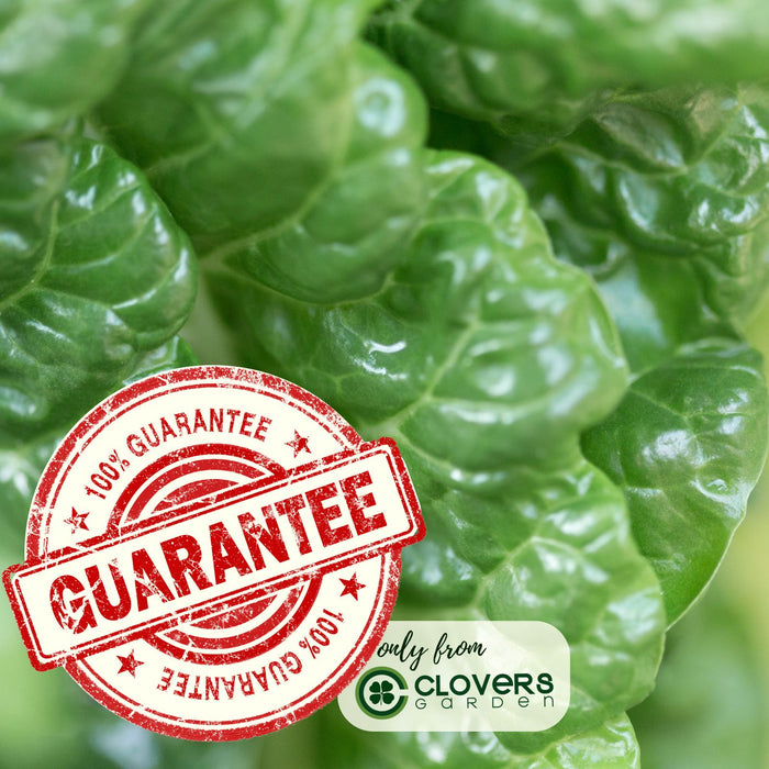 Green Swiss Chard | Two Live Plants | Non-GMO | Heirloom | Frost Tolerant