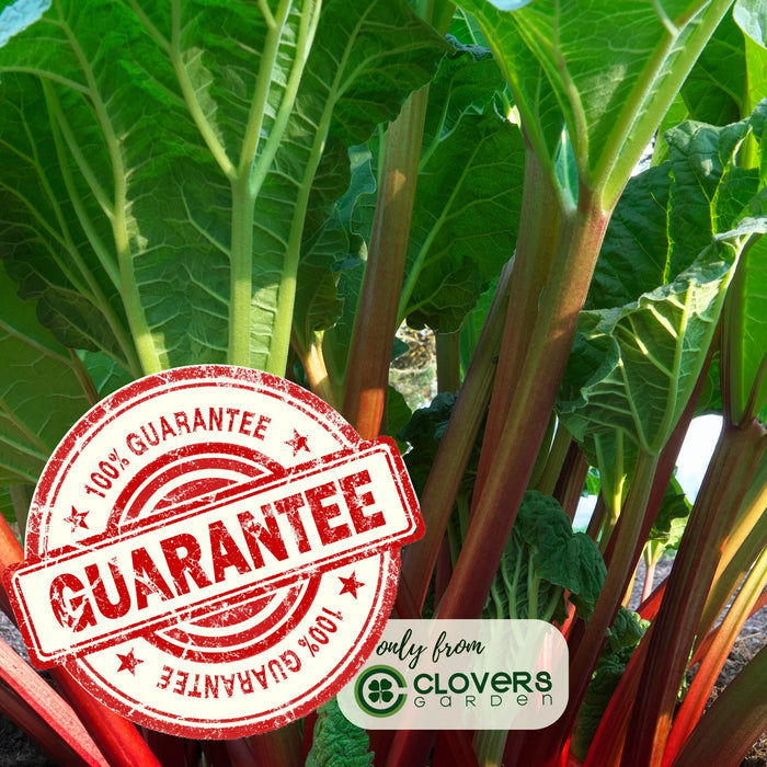 Victoria Rhubarb | Two Live Plants | Non-GMO | Perennial | Edible Heirloom
