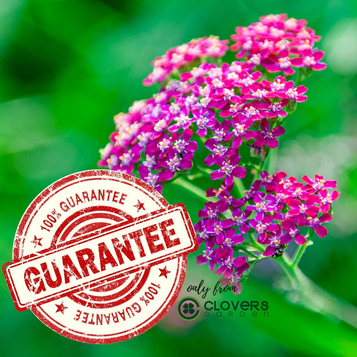 Yarrow "Cerise Queen" (Achillea) Plants  | Two Live Plants | Non-GMO, Hardy Flowering Perennial, Pollinator Favorite