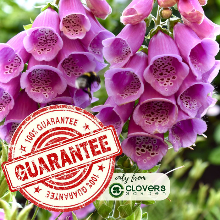 Foxglove Dalmatian Mix | Two Live Plants | Non-GMO | Heirloom Perennial | Pollinator Friendly