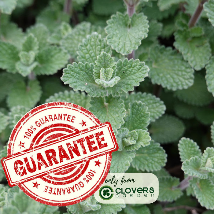Catnip Herb | Two Live Plants | Non-GMO | Heirloom | Fast Growing, Pollinator Friendly