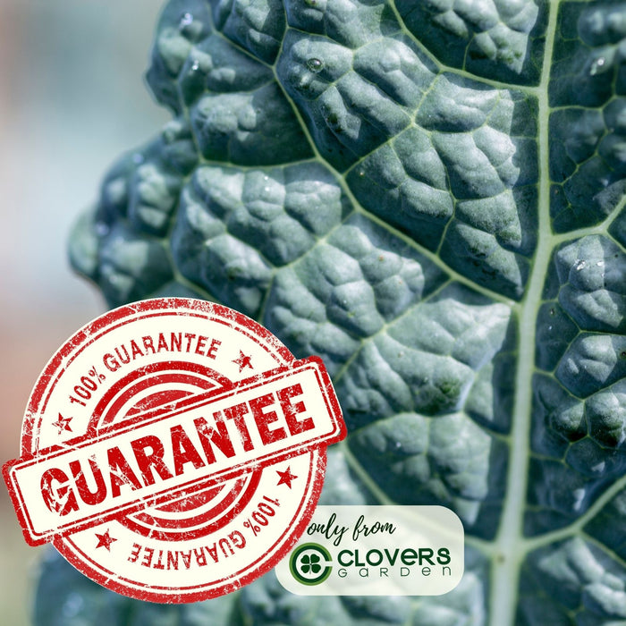 Dinosaur Kale | Two Live Plants | Non-GMO | Heirloom | Frost Tolerant