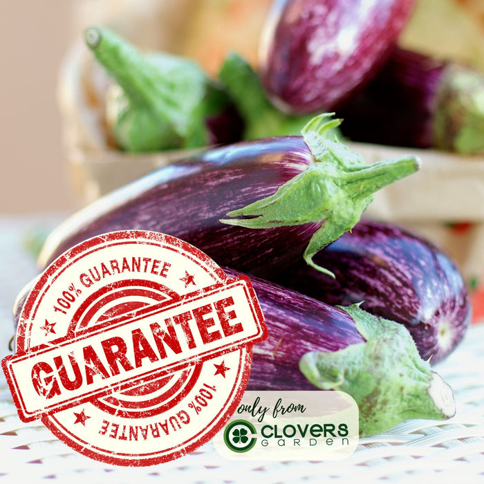 Eggplant Fairytale | Two Live Plants | Non-GMO | Striped Lavender-White Fruit | High-Yield, Compact, Heat Tolerant