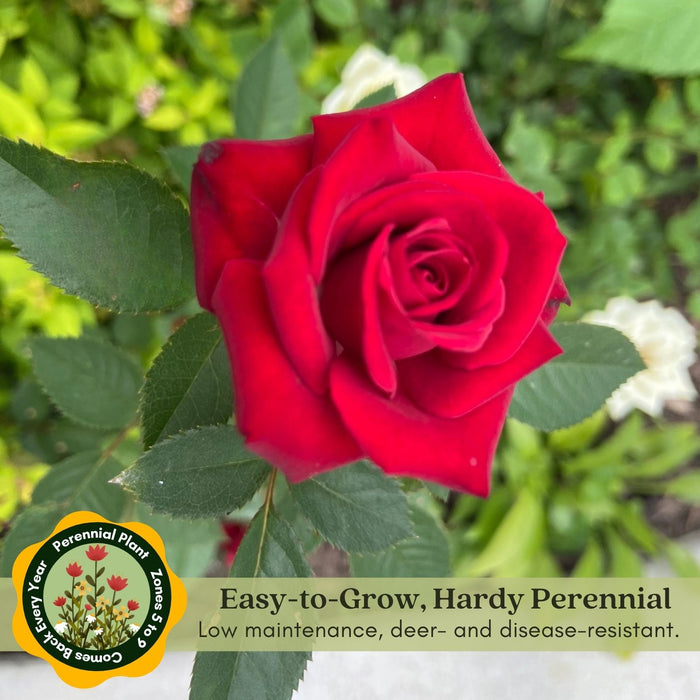 Kordana Red Mini Rose | Two Live Plants | Non-GMO, Perennial Zone 5, Long-Blooming Compact Plants