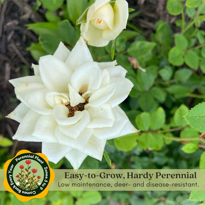 Kordana White Mini Rose | Two Live Plants | Non-GMO, Perennial Zone 5, Long-Blooming Compact Plants