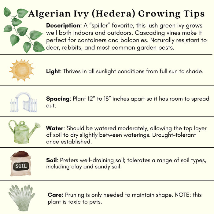 Algerian English Ivy | Two Live Plants | Non-GMO | Fast Growing, Evergreen, Low Maintenance