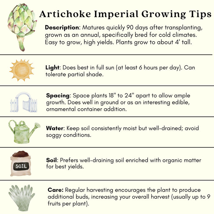Imperial Artichoke Plant | Two Live Plants | Non-GMO | Edible Vegetable | Gourmet Favorite