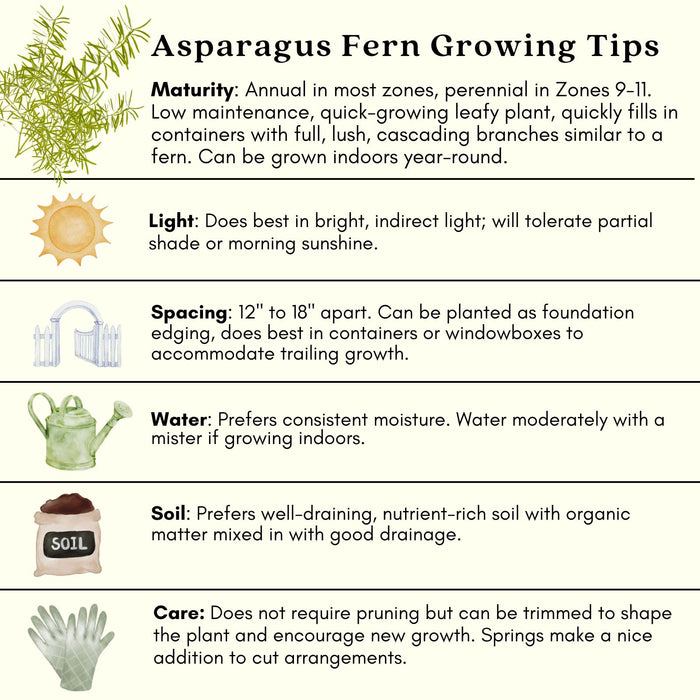 Asparagus Fern | Two Live Plants | Non-GMO | Lush Green Foliage, Hardy, Low Maintenance