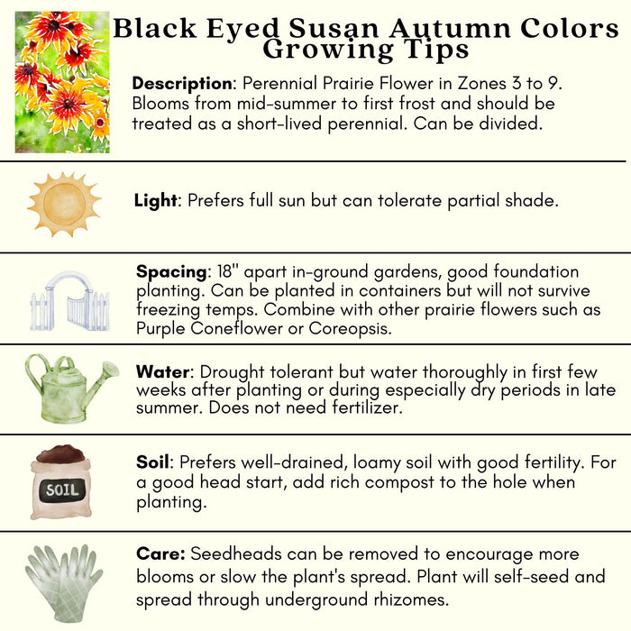 Black Eyed Susan (Rudbeckia) Autumn Colors | Two Live Plants | Non-GMO | Heirloom Perennial | Pollinator Friendly | Drought Tolerant