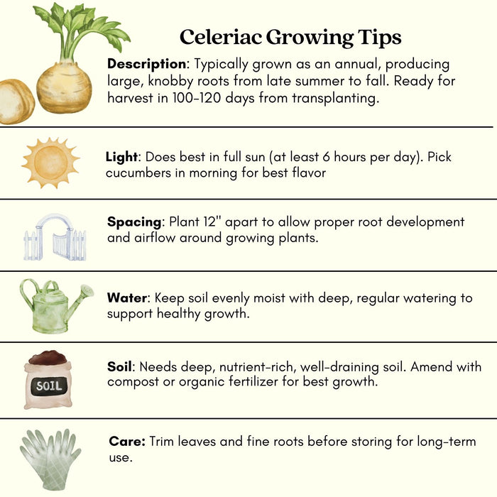 Celeriac Celery Root | Two Live Plants | Non-GMO | Heirloom | Cold Hardy, High Yield